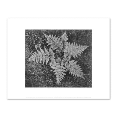 Ansel Adams, Ferns In Glacier National Park, Fine Art Prints in various sizes by 1000Artists.com