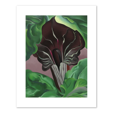 Georgia O'Keeffe, Jack-in-Pulpit - No. 2, 1930, Fine Art Print in various sizes by 1000Artists.com