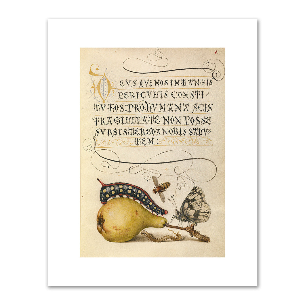 Joris Hoefnagel and Georg Bocskay, Fly, Caterpillar, Pear, and Centipede, 1591–1596, J. Paul Getty Museum. Fine Art Prints in various sizes by 1000Artists.com