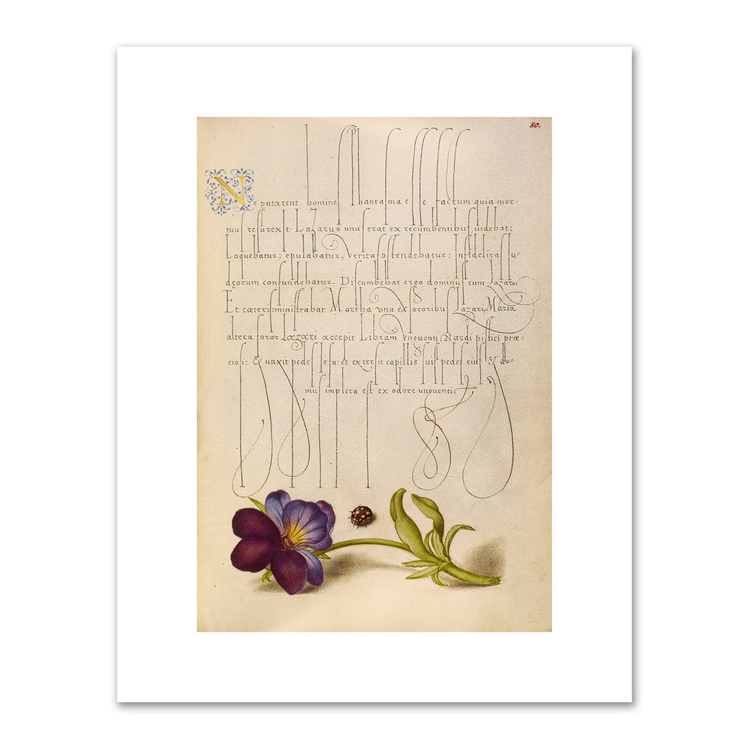 Joris Hoefnagel and Georg Bocskay, Ladybird and European Wild Pansy, 1591–1596, J. Paul Getty Museum. Fine Art Prints in various sizes by 1000Artists.com