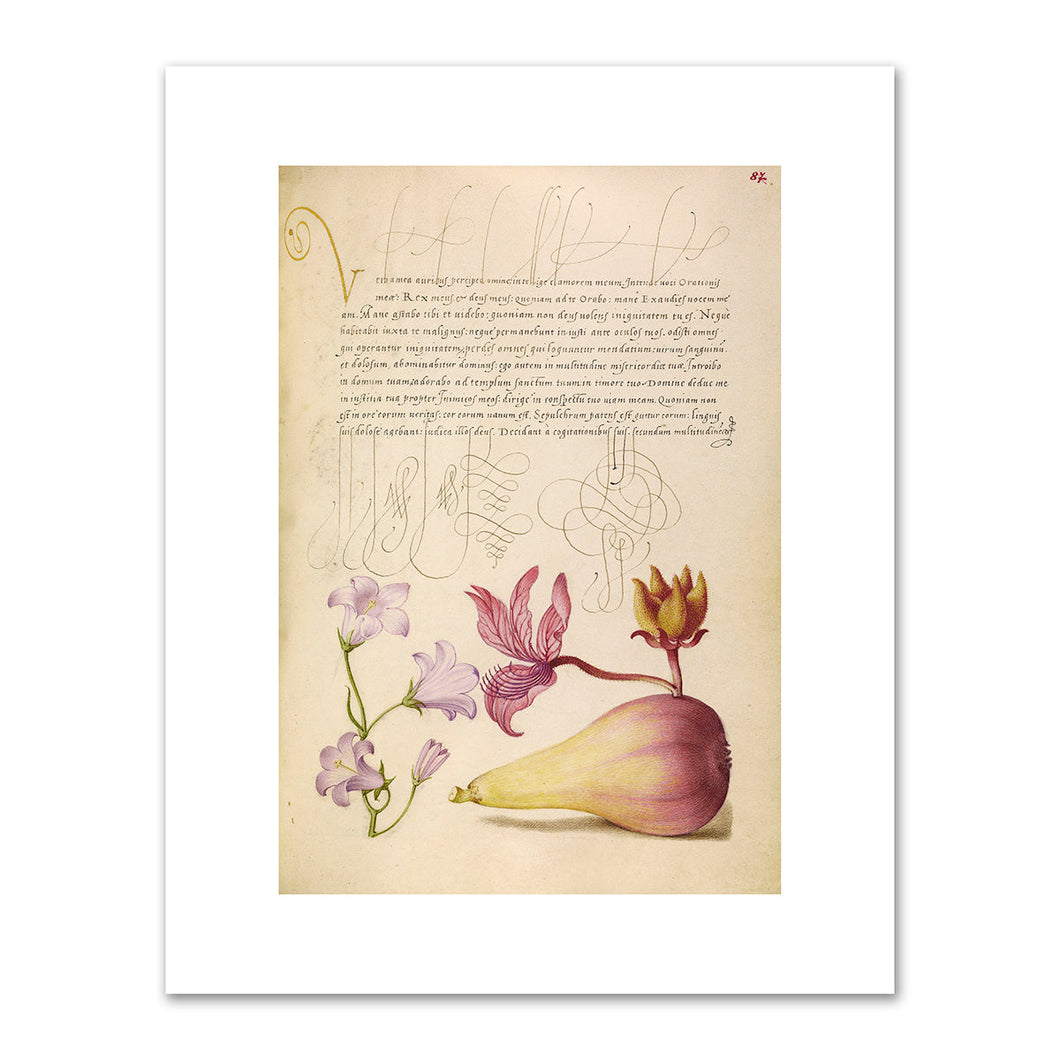 Joris Hoefnagel and Georg Bocskay, Rampion, Dittany, and Pear, 1591–1596, J. Paul Getty Museum. Fine Art Prints in various sizes by 1000Artists.com