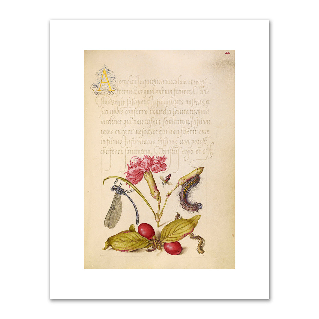 oris Hoefnagel and Georg Bocskay, Damselfly, Carnation, Firebug, Caterpillar, Carnelian Cherry, and Centipede, 1591–1596, J. Paul Getty Museum. Fine Art Prints in various sizes by 1000Artists.com