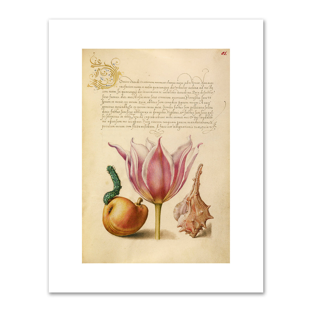 Joris Hoefnagel and Georg Bocskay, Caterpillar, Pear, Tulip, and Purple Snail, 1591–1596, J. Paul Getty Museum. Fine Art Prints in various sizes by 1000Artists.com