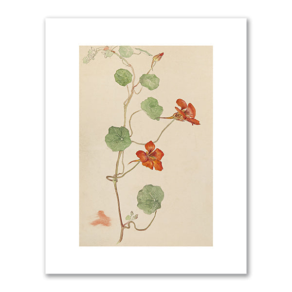 Hilma af Klint, Botanical Drawing (Nasturtium), c.1890, The Hilma af Klint Foundation. Fine Art Prints in various sizes by 1000Artists.com