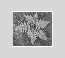 Ferns In Glacier National Park by Ansel Adams Artblock