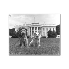 Kennedy Family Dogs Charlie and Pushinka on the South Lawn of the White House