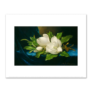 Martin Johnson Heade, Giant Magnolias on a Blue Velvet Cloth, c. 1890, Fine Art Prints in various sizes by 1000Artists.com