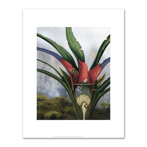 Alexis Rockman, Bromeliad: Kaieteur Falls, 1994, Fine Art Print in various sizes by 1000Artists.com