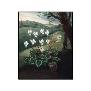 The Persian Cyclamen by Robert John Thornton Artblock