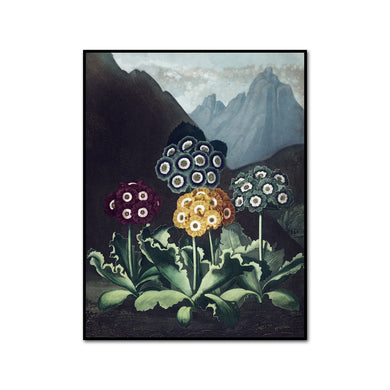 Robert John Thornton / A Group of Auriculas II, Artblock