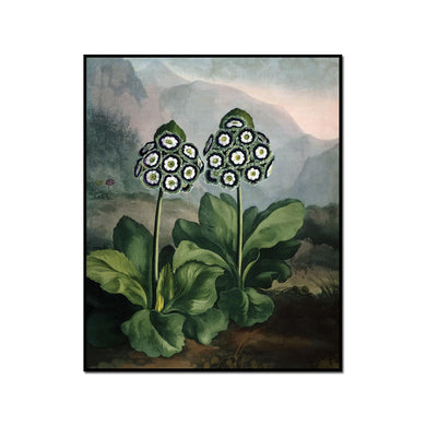 Robert John Thornton / A Group of Auriculas, Artblock