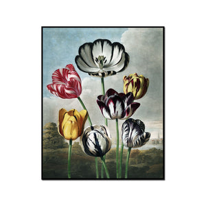 Tulips by Robert John Thornton Artblock