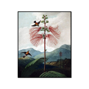 Large Flowering Sensitive Plant by Robert John Thornton Artblock