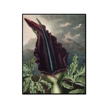 The Dragon Arum by Robert John Thornton Artblock