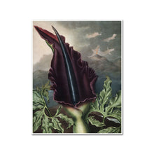 The Dragon Arum by Robert John Thornton Artblock