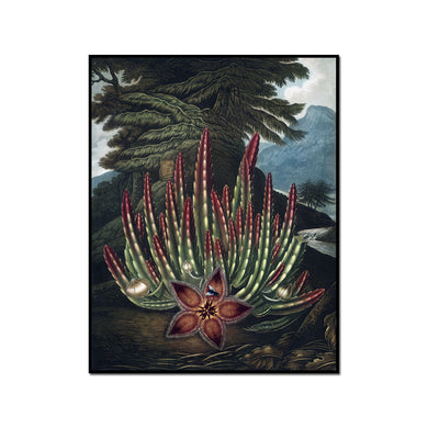 The Maggot-bearing Stapelia by Robert John Thornton Artblock